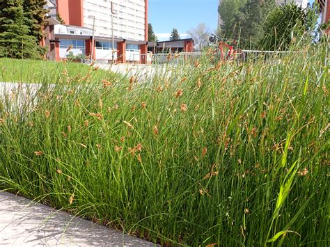Try a Sedge Lawn Conversion - How to use Meadow Grasses Instead of Lawn