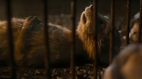 Guardians of the Galaxy Vol. 3 Contains Disturbing Animal Abuse Scenes