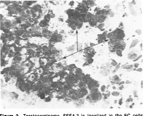 Figure 2 From Immunohistochemical Localization Of Murine Stage Specific