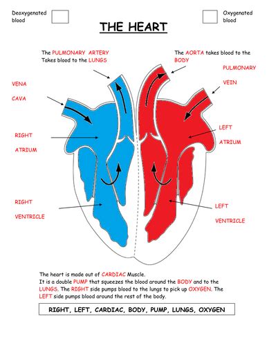 Parts Of The Heart Diagram Worksheet Teaching Resources