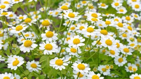 Feverfew Vs Chamomile A Comprehensive Comparison