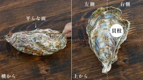 牡蠣のプロが伝授！ご家庭で出来る殻付き牡蠣の開け方・剥き方 ｜ かききき