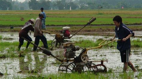 High Yielding Rice International Rice Research Institute