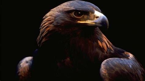 Golden Eagle Wallpaper (61+ images)