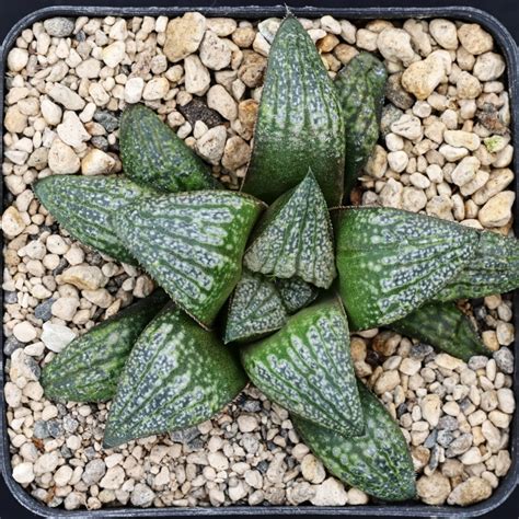 haworthia hybrid   splendens haworthialand