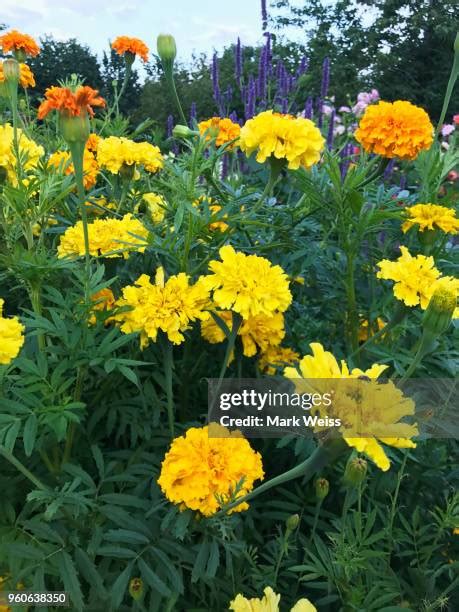 Spanish Marigold Photos And Premium High Res Pictures Getty Images