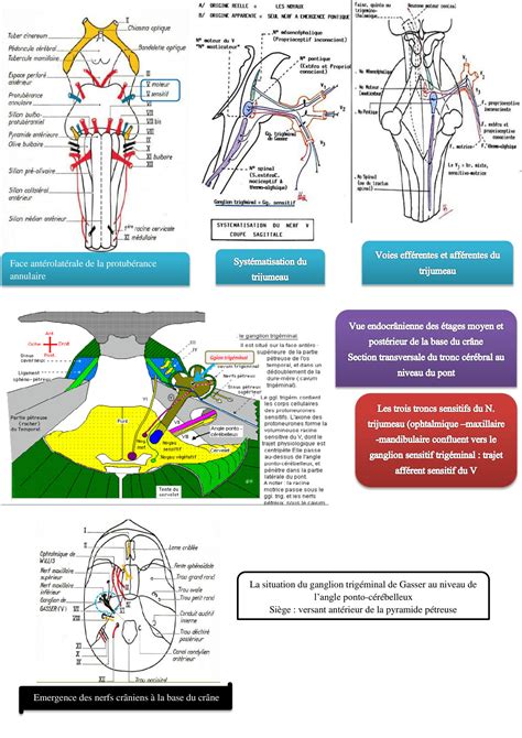 Solution Anatomie Des Nerfs Craniens Partie Studypool