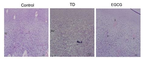 Growth Plate Sections Stained With Hematoxylin And Eosin Staining