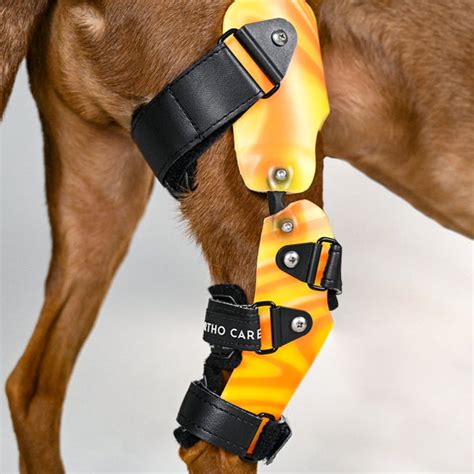 CUSTOM DOG BRACES - Animal Ortho Care