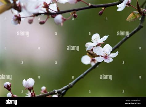 Prunus Cerasifera Pissardii Purple Leaved Plum Cherry Tree Blossom