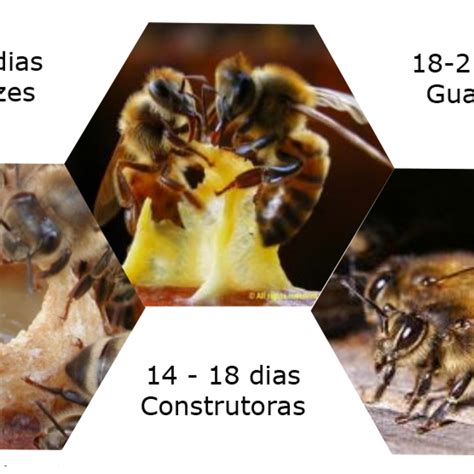 Biologia Das Abelhas Apiario Amigos Da Terra