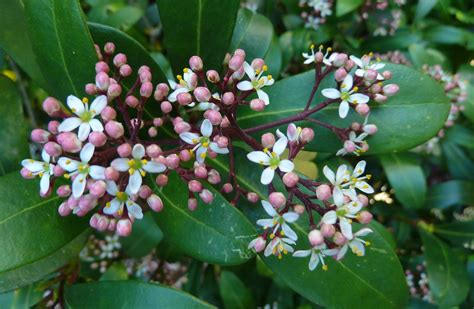 Skimmia japonica (Japanese Skimmia) | North Carolina Extension Gardener ...