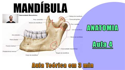 Mandíbula Aula 4 Teórica Anatomia Anatomia Humana YouTube