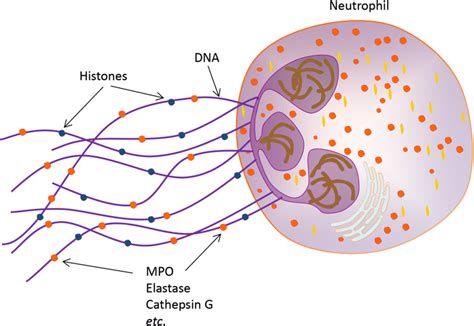 Structure Of Neutrophil Extracellular Trap Neutrophil Extracellular