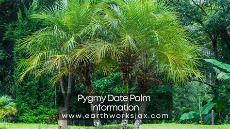 Pygmy Date Palm Information Youtube