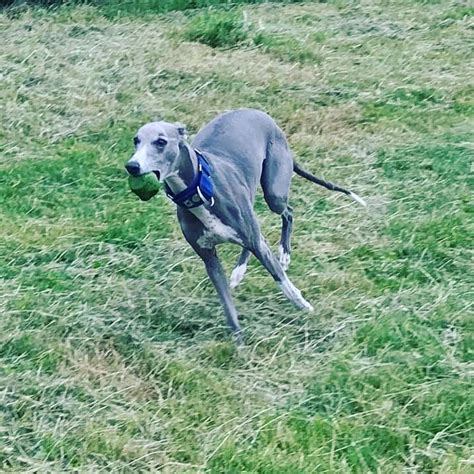 Running whippet | Whippet, Black and white, Dogs