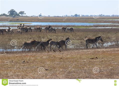 Zebra At Chobe River Stock Photo Image Of Africa Botswana 73777148