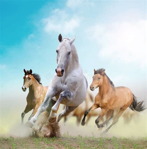 White stallion and herd stock image. Image of dust, filly - 27127249