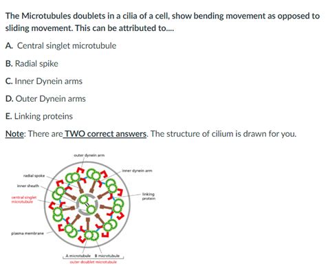 Solved The Microtubules doublets in a cilia of a cell, show | Chegg.com