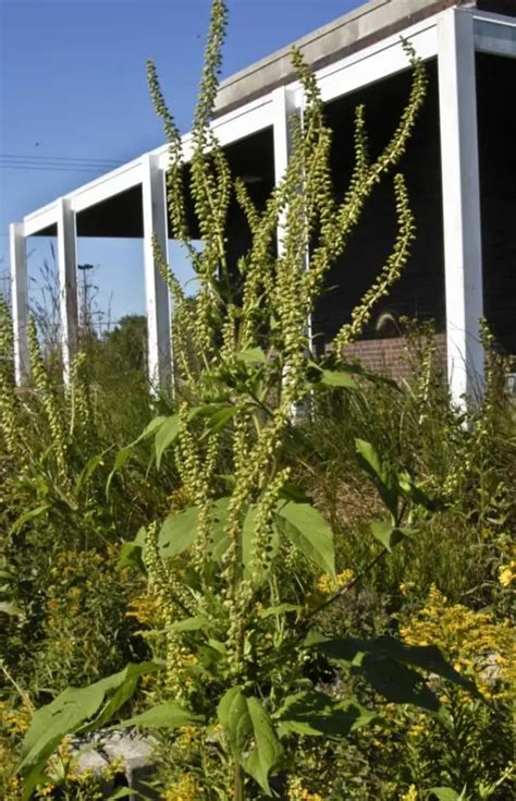 Weeds With Large Leaves Easy Identification