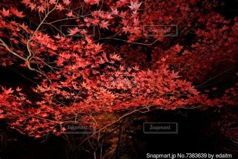 ライトアップされた紅葉の写真・画像素材[7383639] Snapmart（スナップマート）