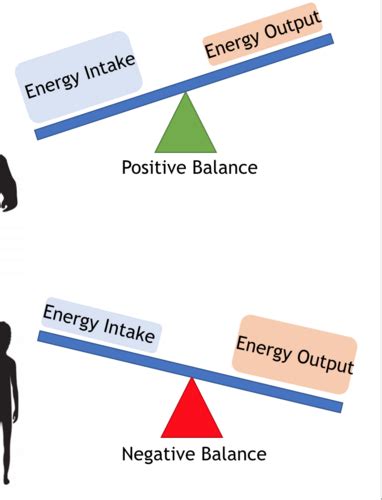 Chapter 8 Energy Balance Flashcards Quizlet