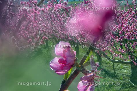 The Flowering Of Fruit Trees In Southeastern Spain Plum Trees And