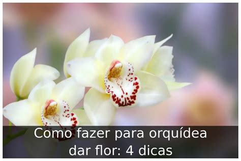 Como fazer para orquídea dar flor 4 dicas Portal Útil