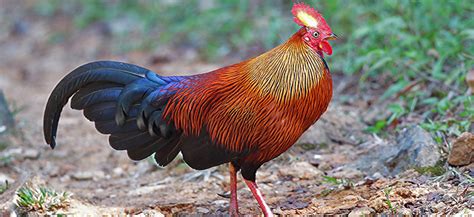 Sri Lanka Junglefowl Gallus lafayettii | Adventure Birding