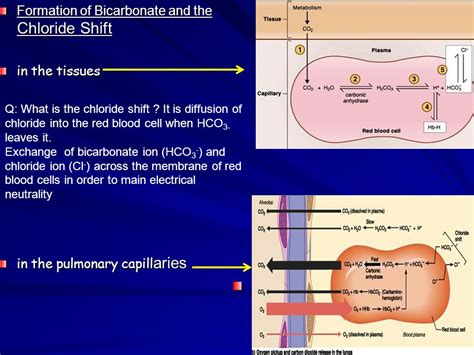 Blood Gas Transport Dr Taha Sadig Ahmed Physiology Dept College Of