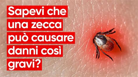 Malattia di Lyme cosè sintomi e quali sono i rischi YouTube