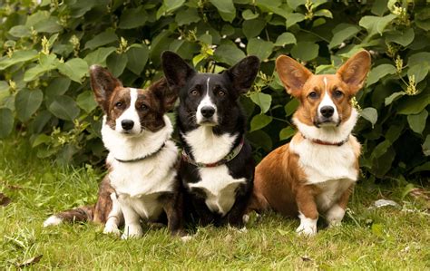 Welsh Corgi Breed Information Stats Photos And Videos