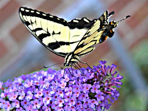 Splendid Little Stars: Lepidoptera