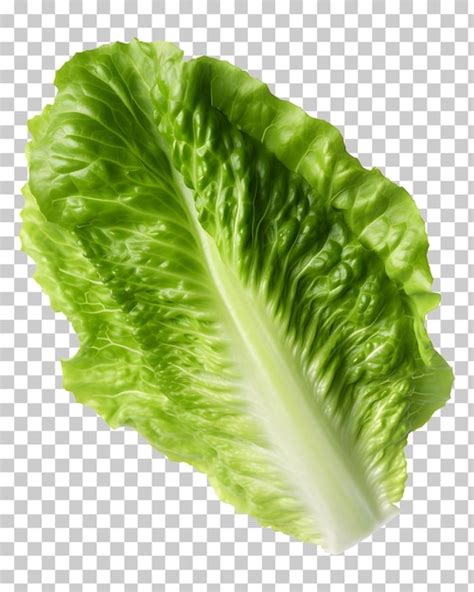 Lechuga Romana Aislada Sobre Fondo Blanco Y Transparente Png Archivo