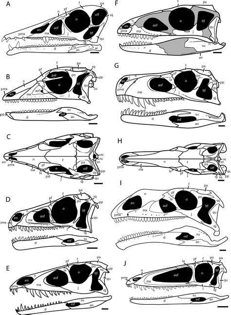 The Early Evolution of Archosaurs: Relationships and the Origin of ...