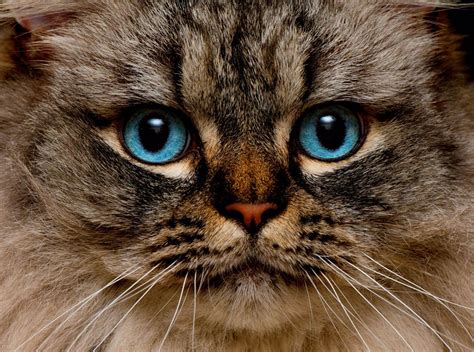 RagaMuffin Cat Breed Profile - Cat-World