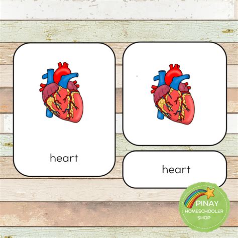 Circulatory System Montessori Learning Pack Pinay Homeschooler Shop