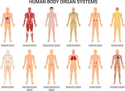 The Human Body Anatomy Facts Functions Human Body Organs Human