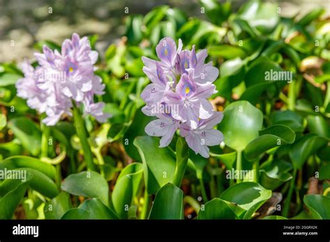 Blooming Pontederia Crassipes Or Common Water Hyacinth Eichhornia