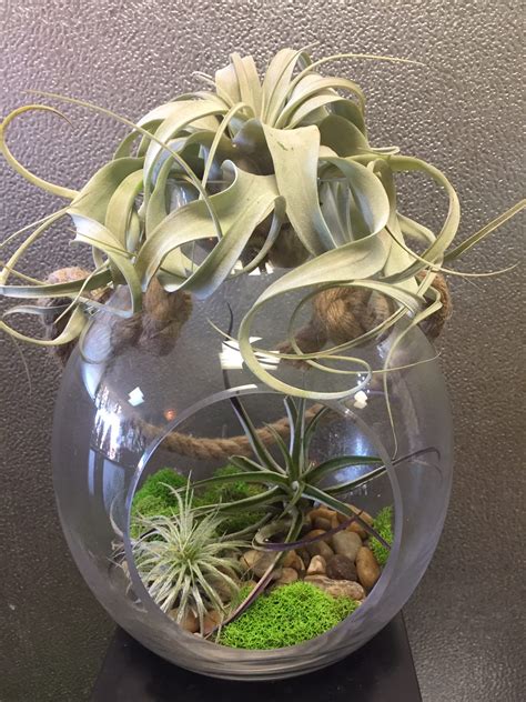 Large Hanging Airplant Terrarium In Edwardsville Il A Wildflower Shop