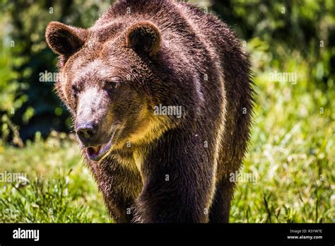 Grizzly Bear, Montana Wildlife Stock Photo - Alamy