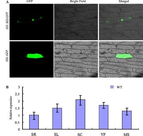 Subcellular Localization And Expression Pattern Of Sgl A Subcellular