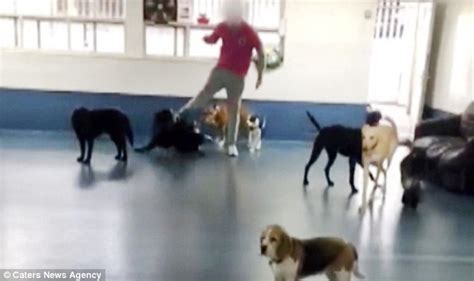 Sheffield Doggy Daycare Staff Caught On Camera Kicking Pooches Daily