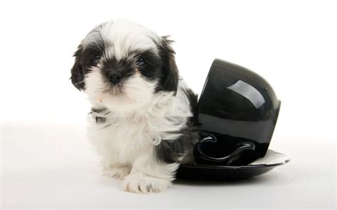 Teacup Shih Tzu: Care Guide, Pictures, Temperament & Traits | Hepper