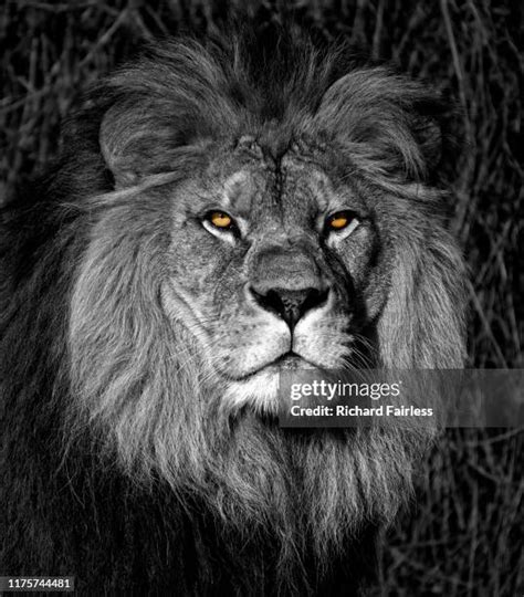 Lion Head Photos And Premium High Res Pictures Getty Images