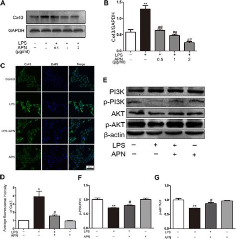 Frontiers Adiponectin Attenuates Lipopolysaccharide Induced Apoptosis