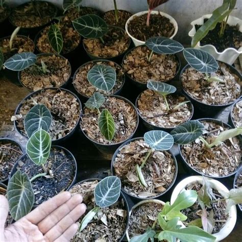 Jual Stok Terbatas Pohon Keladi Black Velvet Di Lapak Senang Shopping