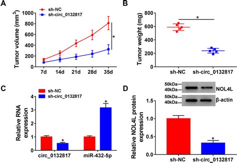 Circ Knockdown Blocked The Growth Of Bc Tumors In Vivo A B