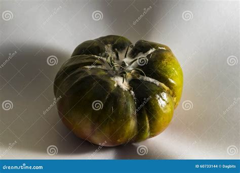 Rotten Tomato With Mold Fungi And Moss Royalty Free Stock Photography