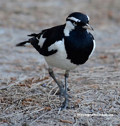 Australian Magpie Lark Mudlark Pee Wee Grallina Cyanoleuca